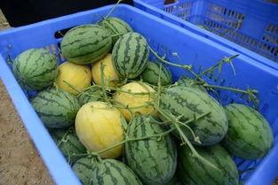 武都网红吃瓜群微信,揭秘网络红人背后的故事与八卦